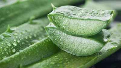 4everaloe Udine